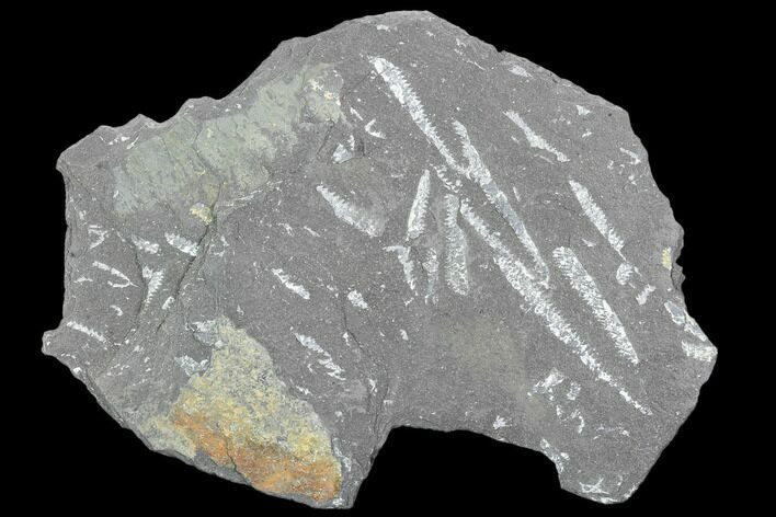 Fossil Graptolite Cluster (Didymograptus) - Great Britain #103466